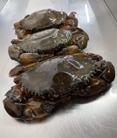 ปูนิ่ม มาวินซีฟู้ดส์